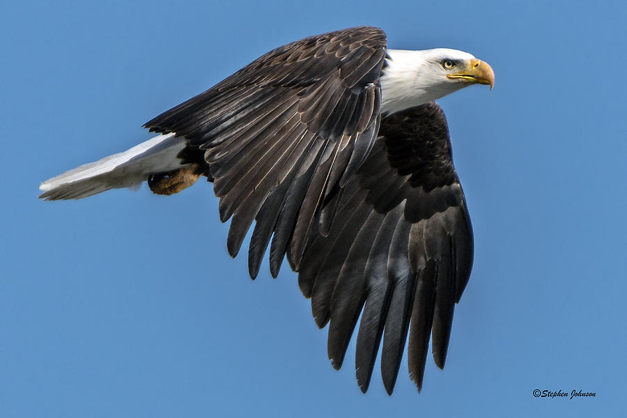 Bald Eagle Power Photograph by Stephen Johnson