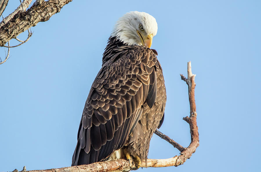 Bald Eagle Preening Photograph by Marc Crumpler
