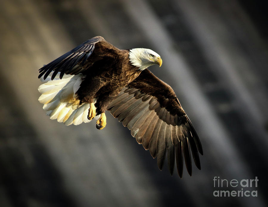 Bald Eagle Prepares to Dive Photograph by Douglas Stucky
