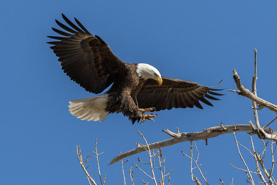 Bald Eagle Preps for Landing Photograph by Tony Hake