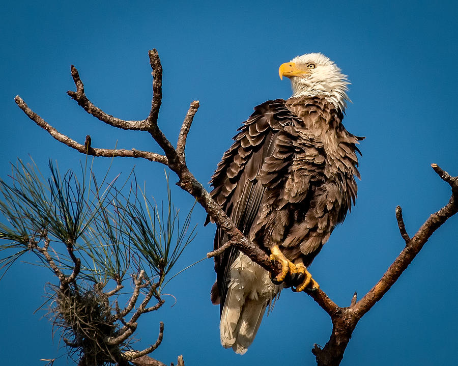 Bald Eagle Pride Photograph by Joe Myeress