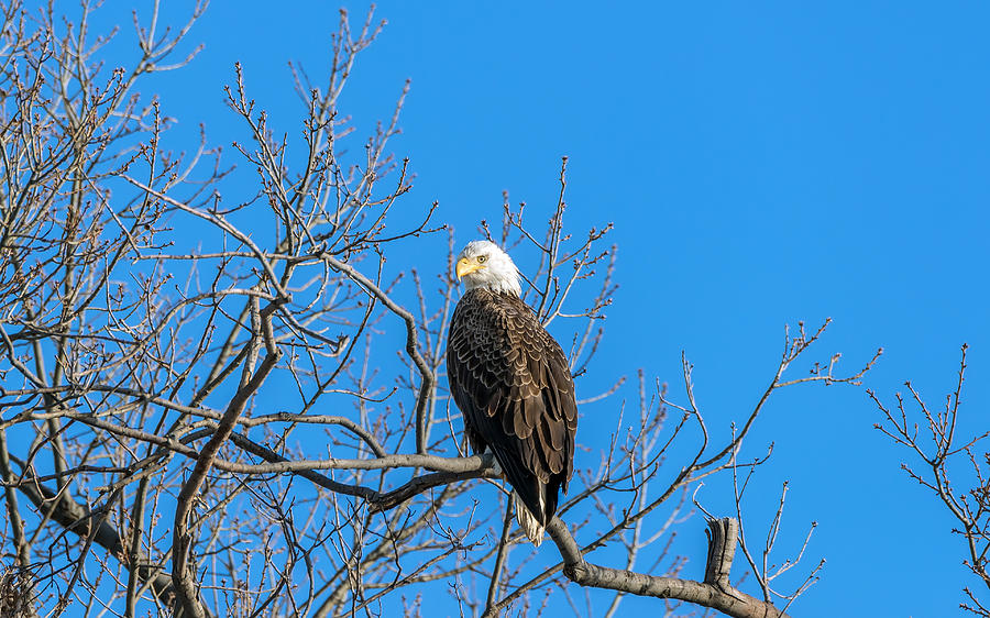 Bald Eagle Pride Photograph by Patrick Wolf