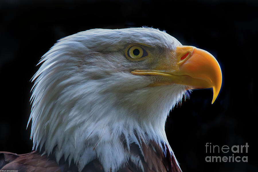 Bald Eagle Profile 2 Photograph by Mitch Shindelbower