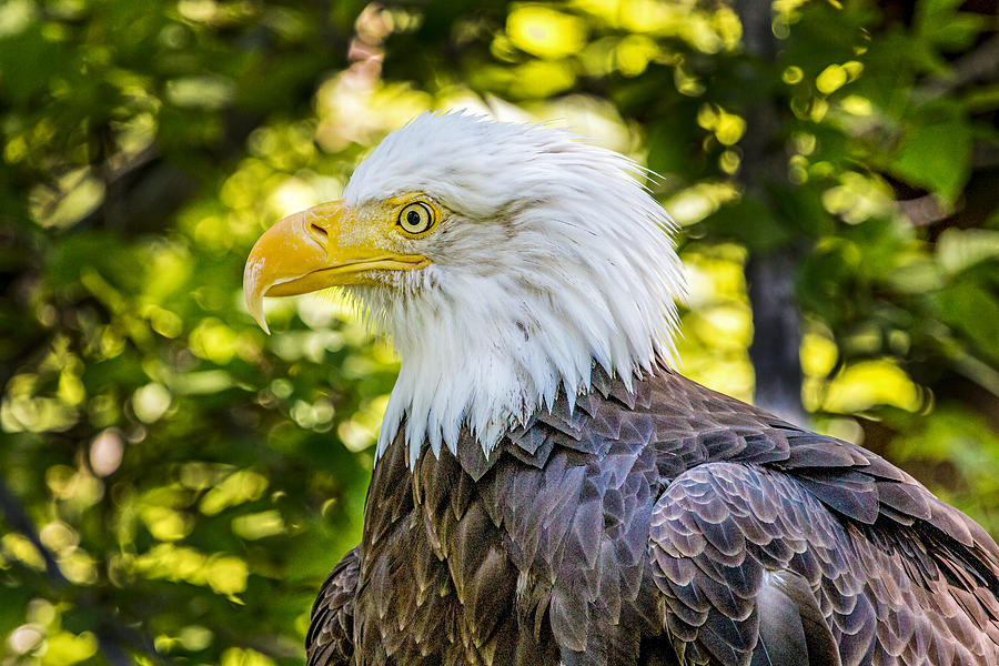 Bald Eagle Profile 3 Photograph by Dawn Key