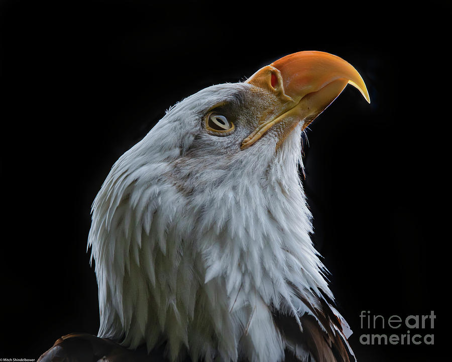 Bald Eagle Profile 4 Photograph by Mitch Shindelbower