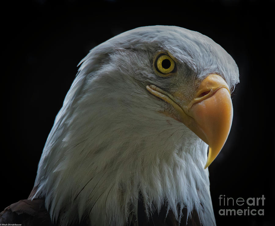 Bald Eagle Profile 6 Photograph by Mitch Shindelbower