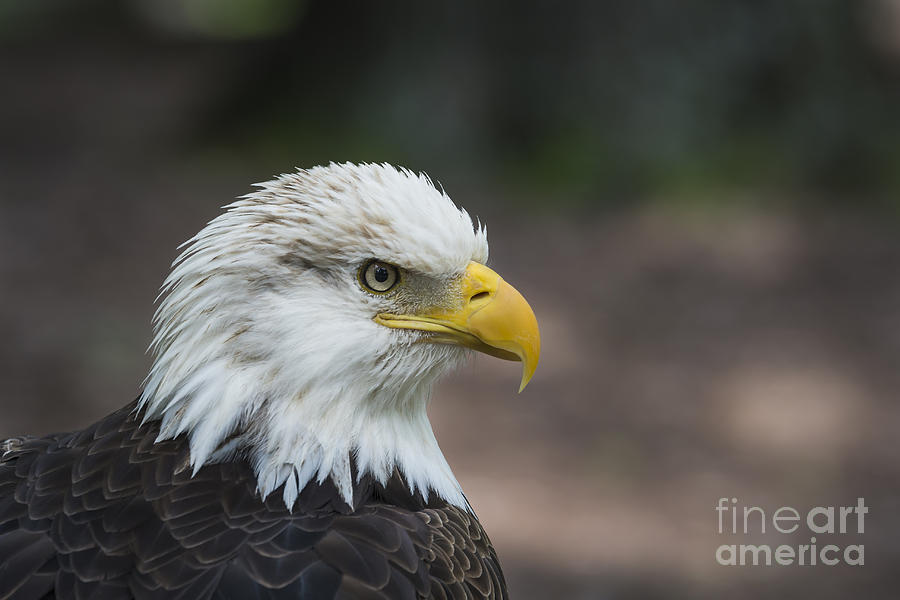 Bald Eagle Profile Photograph by Andrea Silies