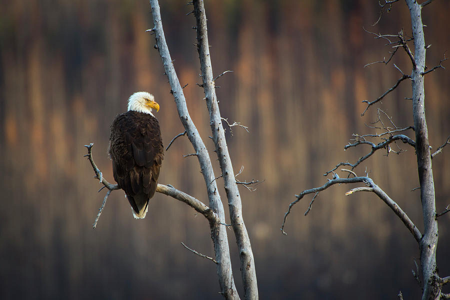 Bald Eagle Profile Photograph by Bill Cubitt