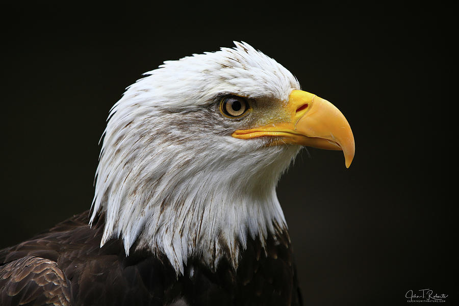 Bald Eagle Profile Photograph by Clicking With Nature - Pixels