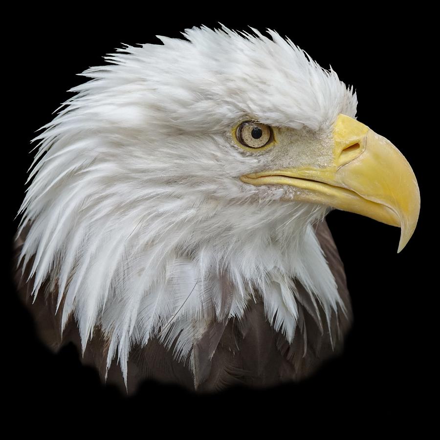 Bald Eagle Profile Photograph by Ernest Echols