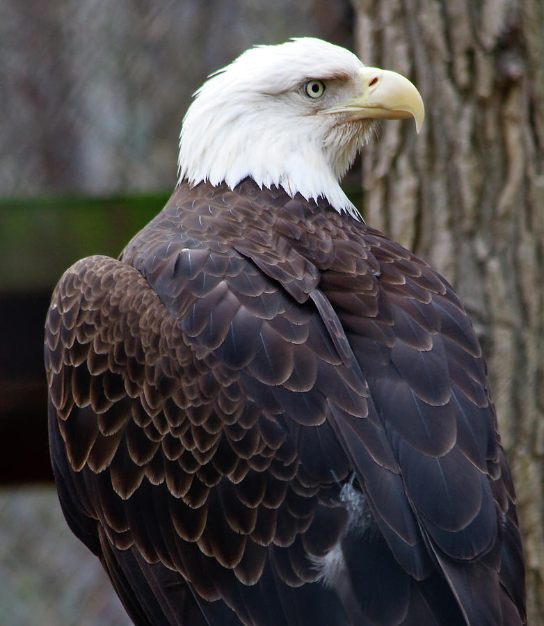 Bald Eagle Profile Photograph by Jill Lang