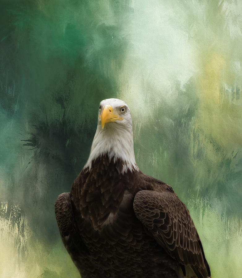 Bald Eagle Profile Photograph by Kim Hojnacki