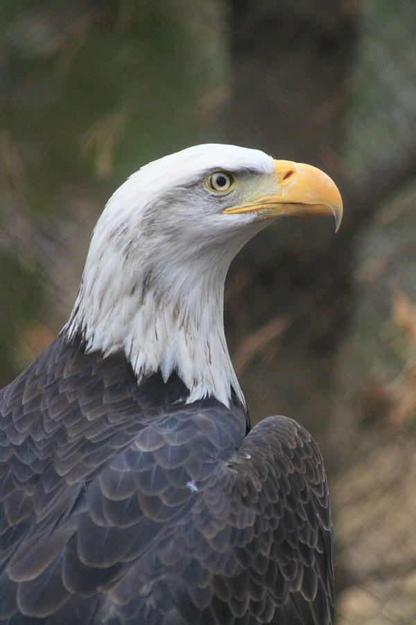 Bald Eagle Profile Photograph by Mary Mikawoz