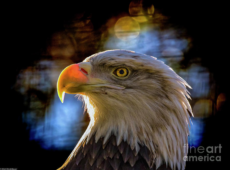 Bald Eagle Profile Photograph by Mitch Shindelbower