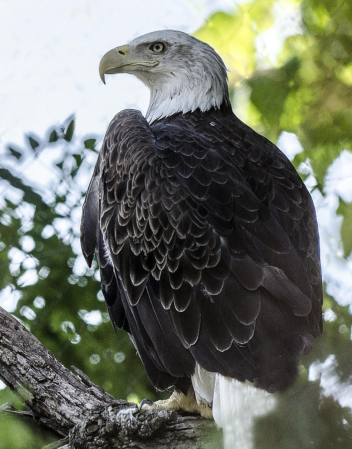 Bald Eagle Profile Photograph by William Bitman