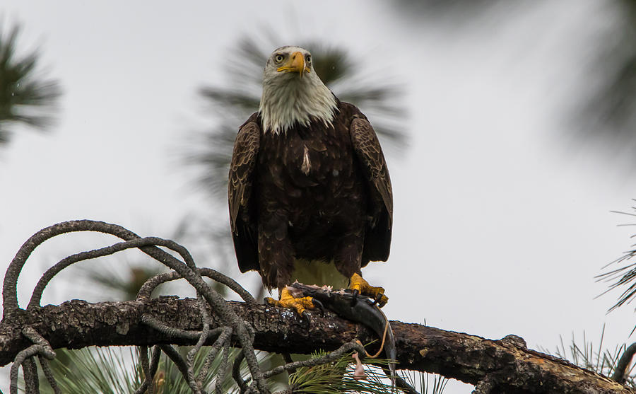 Bald Eagle Protecting His Fish Photograph by Marc Crumpler