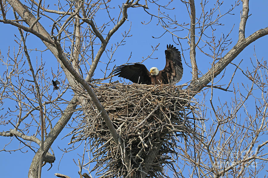Bald Eagle Protecting Nest 6513 Photograph by Jack Schultz