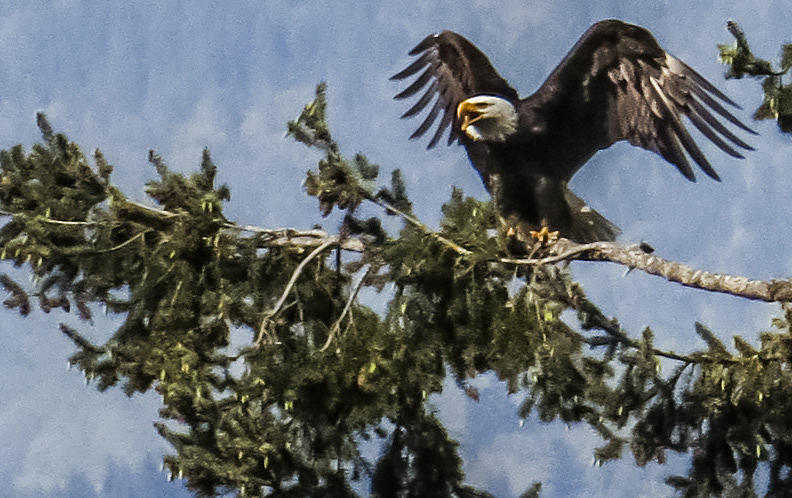 Bald Eagle protecting the nest Photograph by Suzette Vanmeter