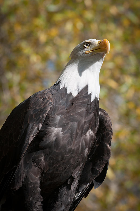 Bald Eagle Proud Photograph by Matthew Lit