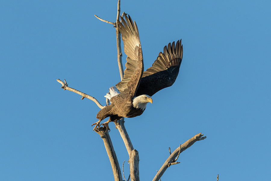 Bald Eagle Pushes Off at Launch Photograph by Tony Hake