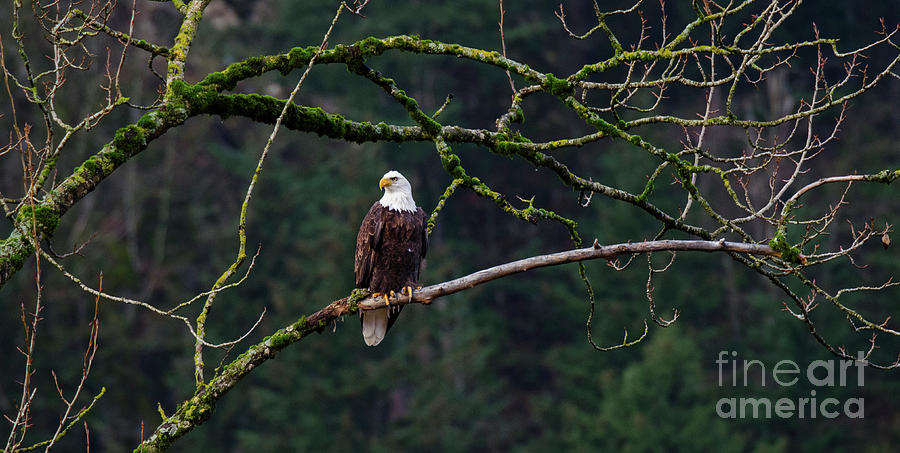 Bald Eagle Photograph - Bald Eagle Ready To Hunt by Bob Christopher