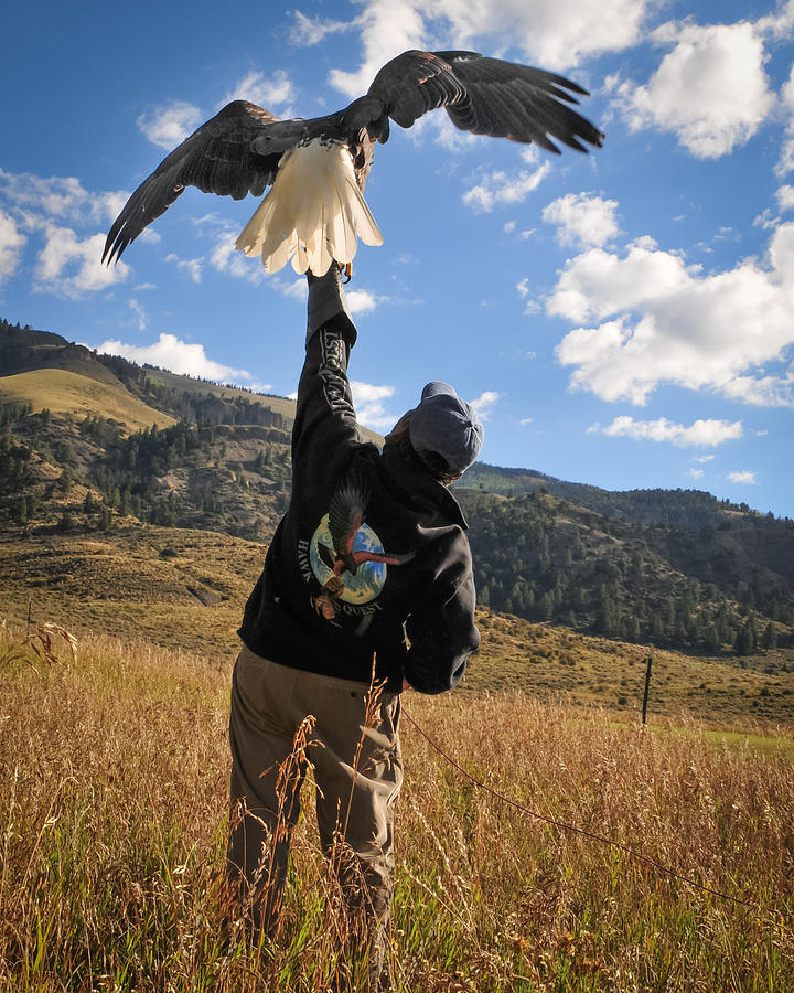 Bald Eagle release Photograph by Matthew Lit