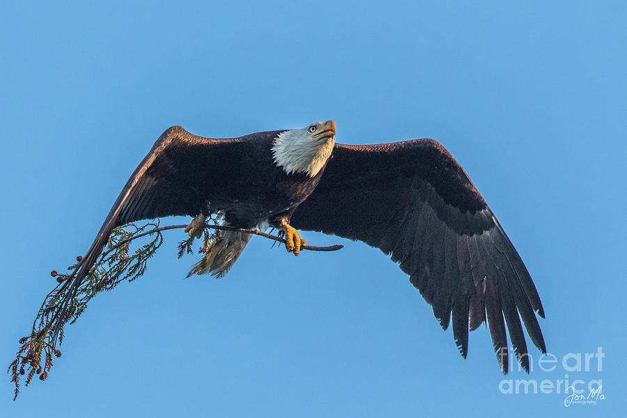 Nest Photograph - Bald Eagle Retrieving Nest Material by Jon Ma