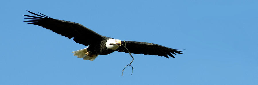 Bald eagle returning to nest Photograph by Gary Langley