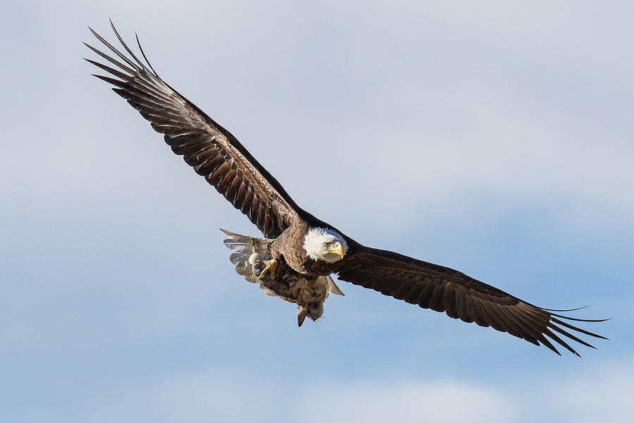 Bald Eagle Returns with Breakfast Photograph by Tony Hake