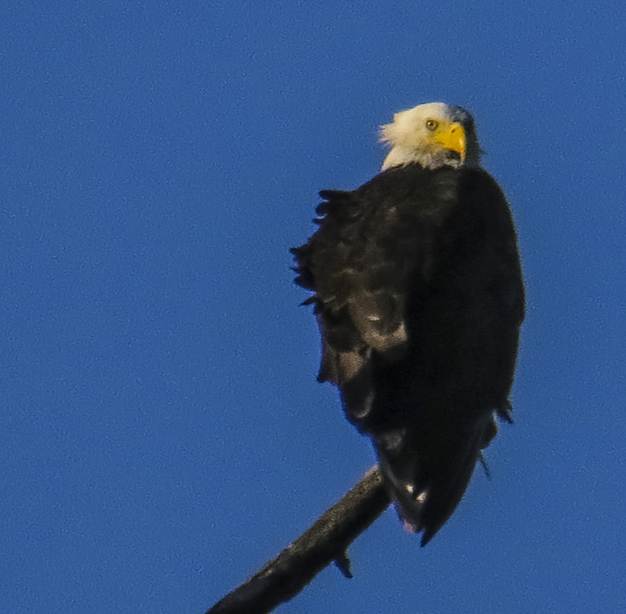 Bald Eagle Riverbank Photograph By Suzette Vanmeter - Fine Art America