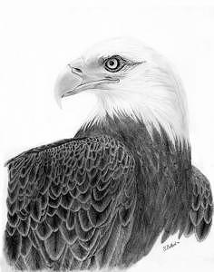 Bald Eagle Drawing by Robert Ballard - Fine Art America