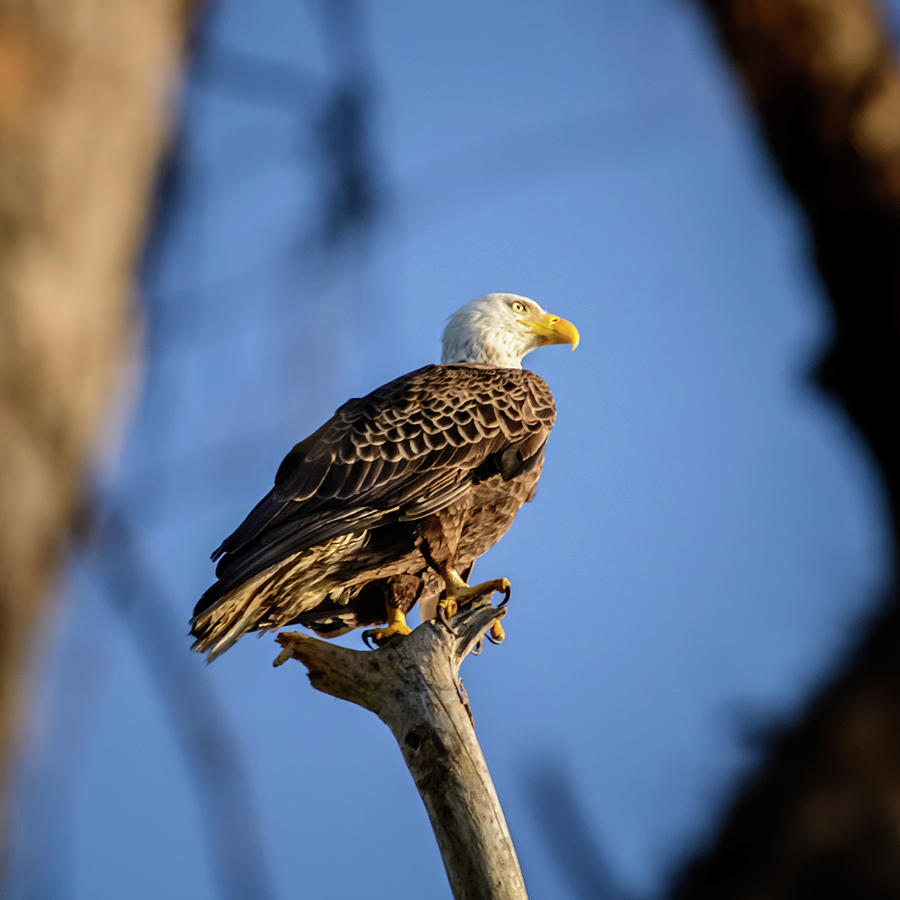 Bald Eagle Photograph by Robert Mitchell