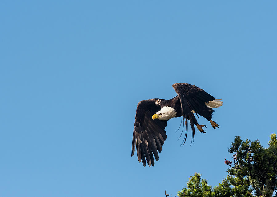 Bald Eagle Photograph by Robert Potts