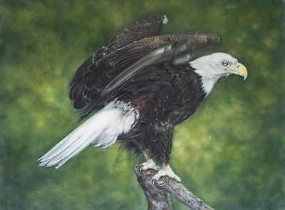 Bald Eagle Painting - Bald Eagle by Rose Baggs Bald Eagle Painting - Bald Eagle by Rose Baggs