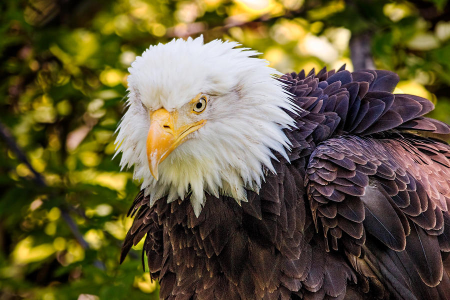 Bald Eagle Rouse Photograph by Dawn Key