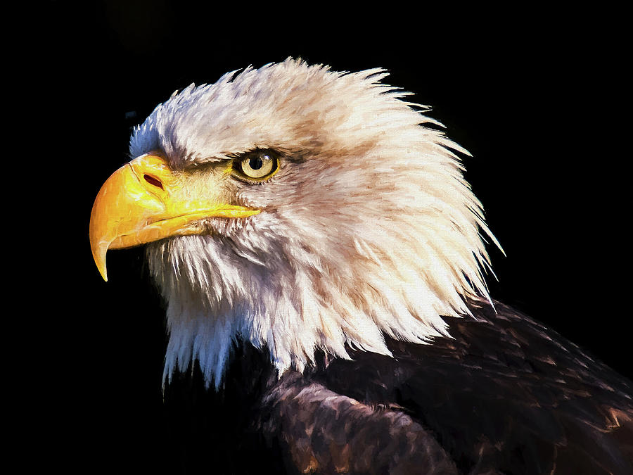 Bald Eagle Photograph by Roy Pedersen