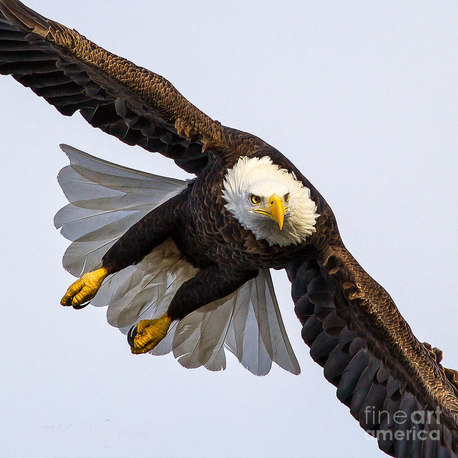 Bald Eagle  Photograph by Rudy Viereckl