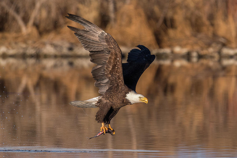 Bald Eagle Runs to Eat Photograph by Tony Hake