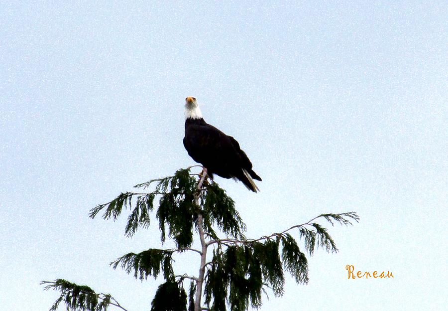 Bald Eagle Photograph by A L Sadie Reneau