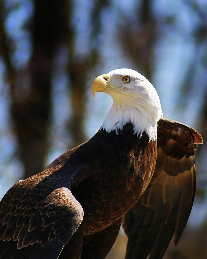 Bald Eagle Photograph by SC Shank