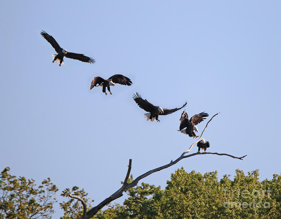 Bald Eagle Sequence  1277 Photograph by Jack Schultz