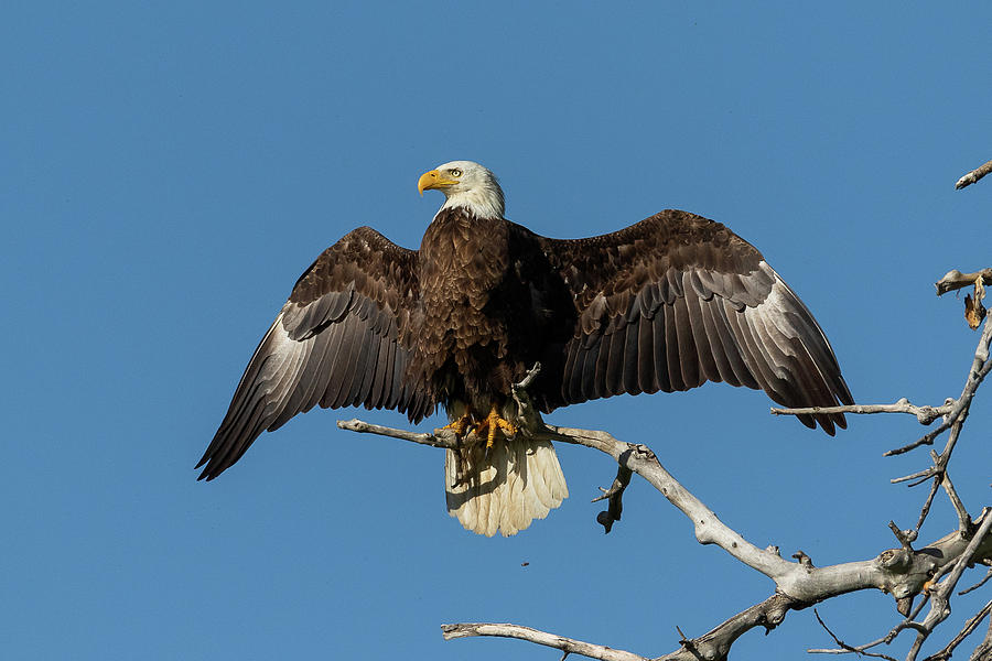 Bald Eagle Shows Off Photograph by Tony Hake