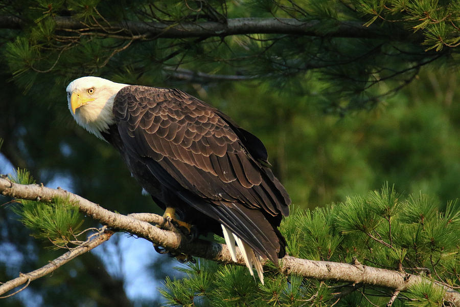 Bald Eagle Side Look Photograph by Brook Burling