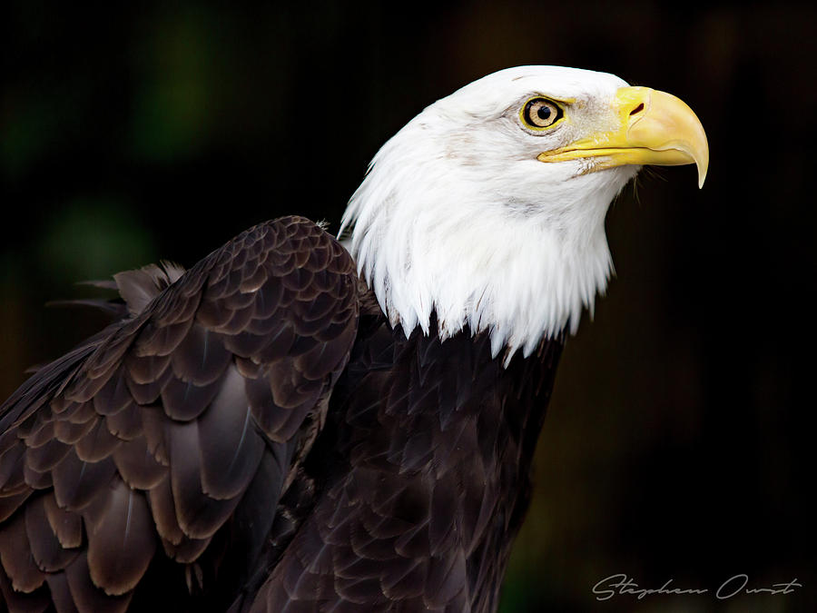 Bald Eagle - Signature Series Digital Art by Birdly Canada