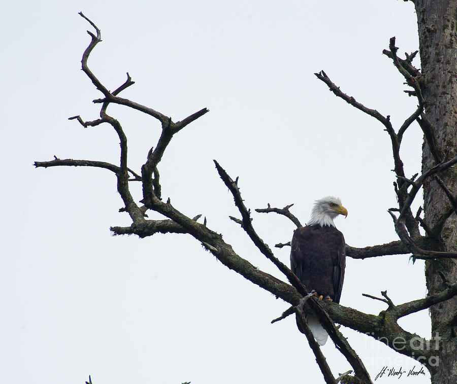 Bald Eagle-Signed-#2082 Photograph by J L Woody Wooden