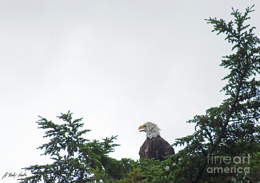 Bald Eagle-Signed-#2435 Photograph by J L Woody Wooden