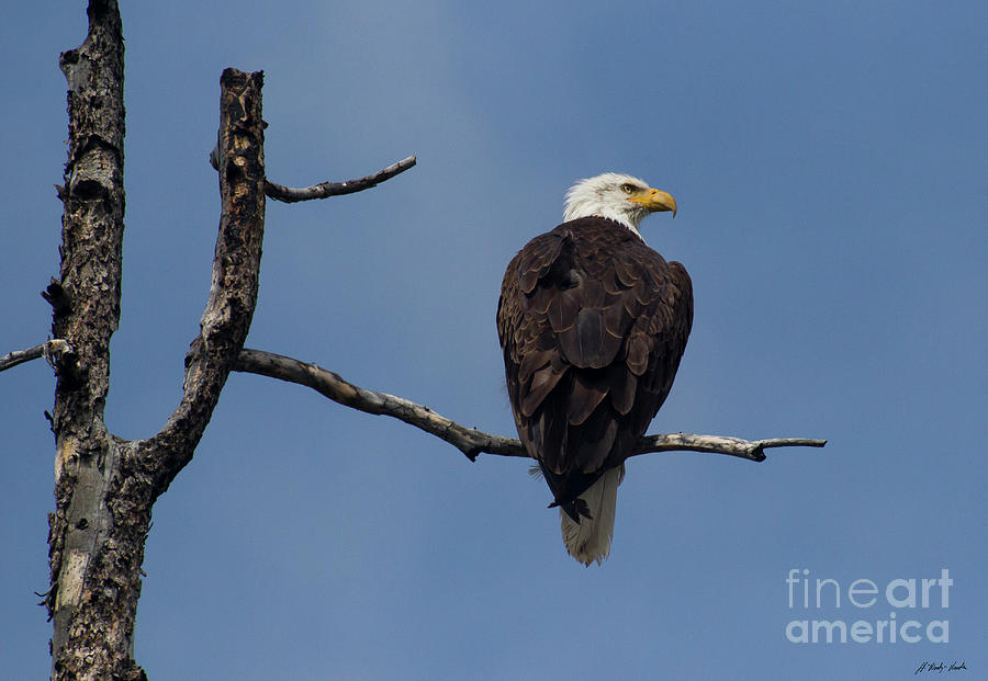 Bald Eagle-Signed-#7575 Photograph by J L Woody Wooden