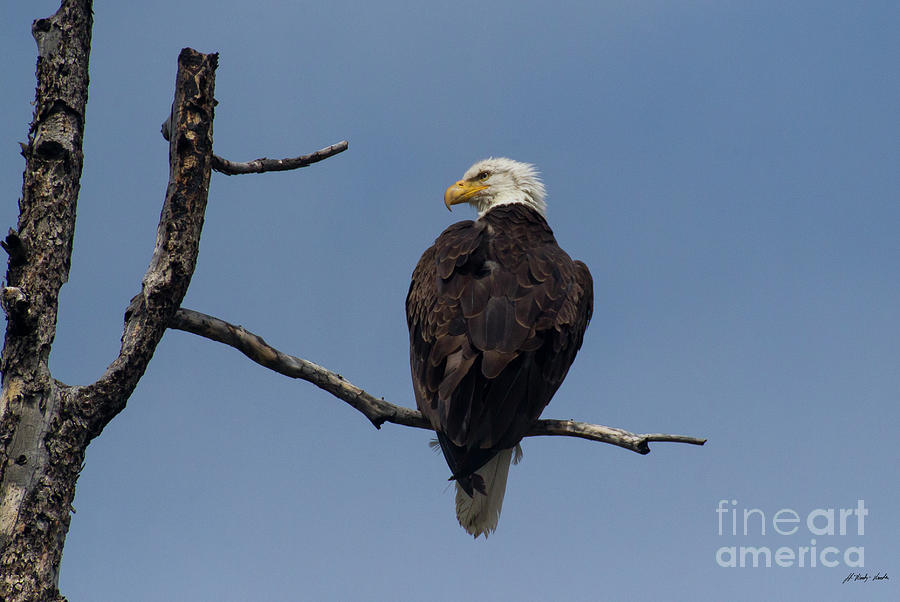Bald Eagle-Signed-#7620 Photograph by J L Woody Wooden