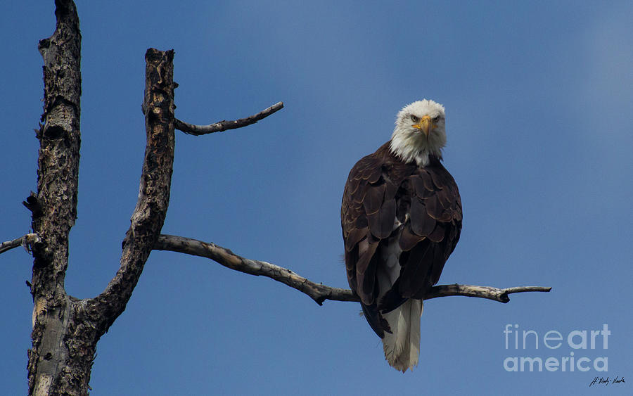 Bald Eagle-Signed-#7636 Photograph by J L Woody Wooden