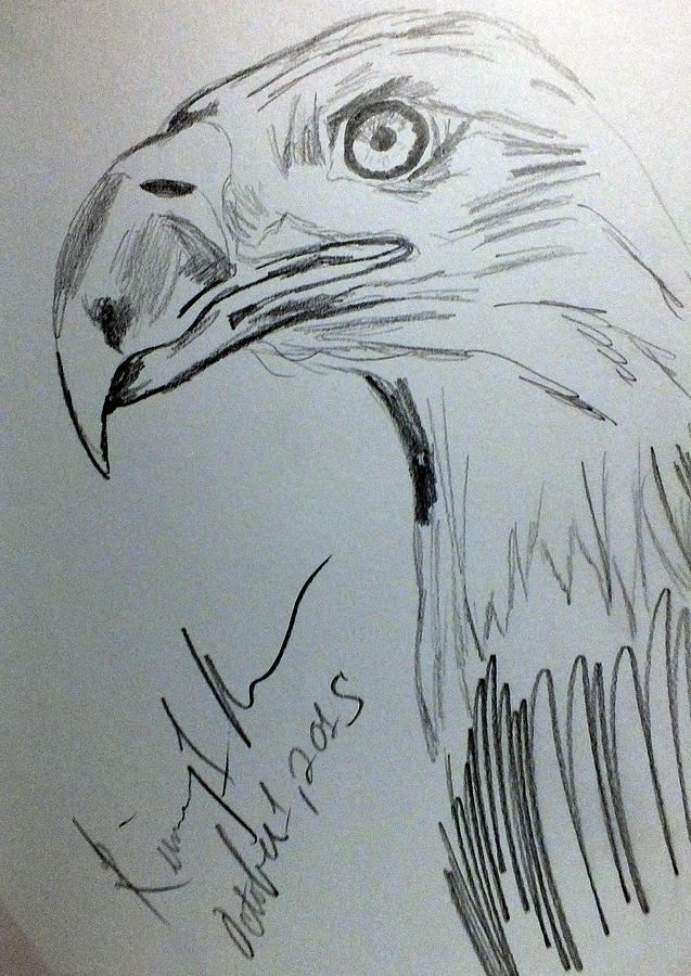 Bald Eagle Sketch Drawing by Kimmary MacLean